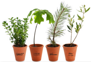 plantes en pot de terre cuite personnalisés